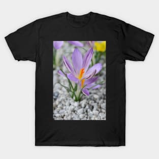 Crocus corsicus  AGM	  Corsican crocus T-Shirt